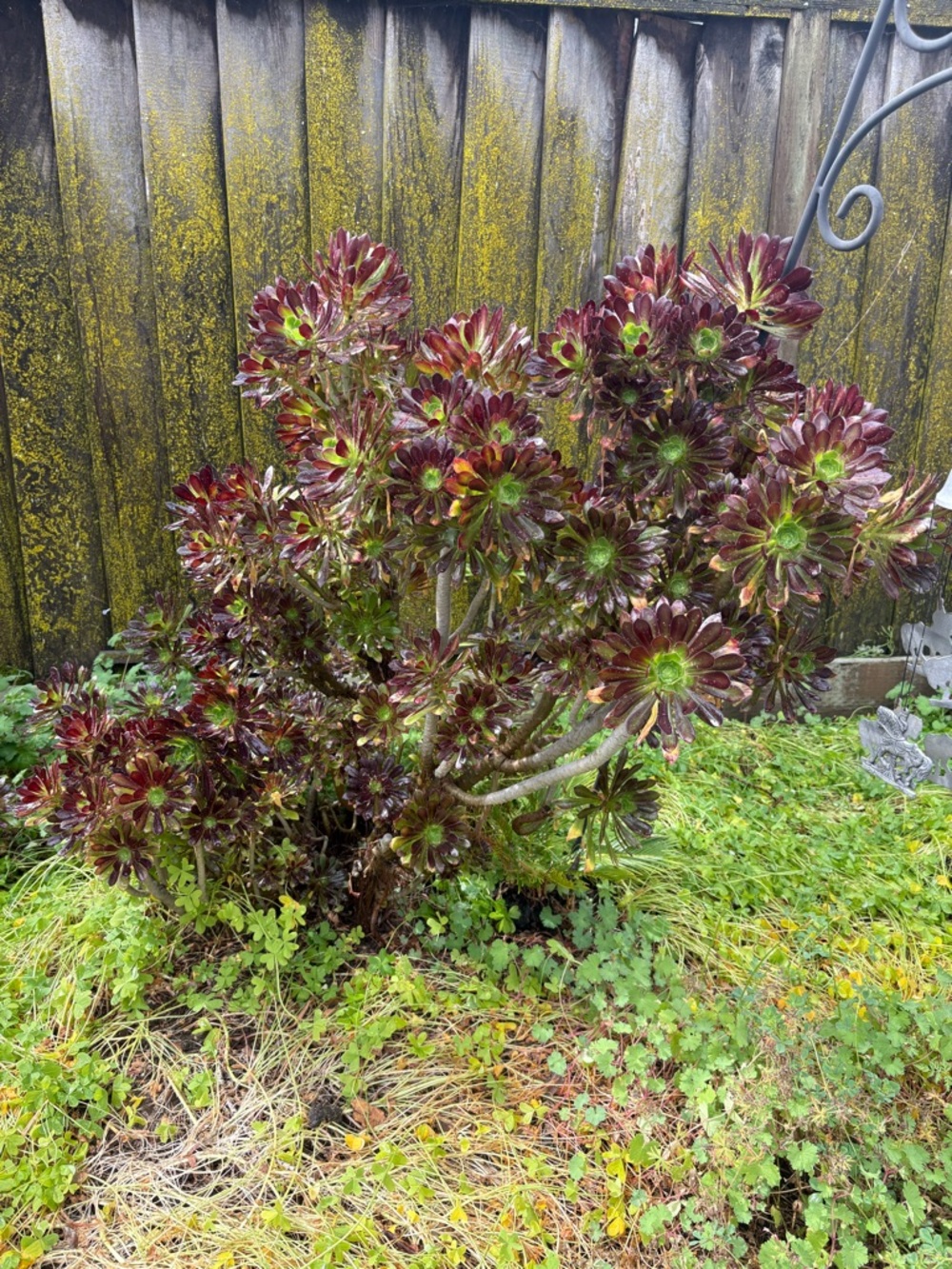 Black and Green Succulent Garden Accent - Unbranded  15 cuttings